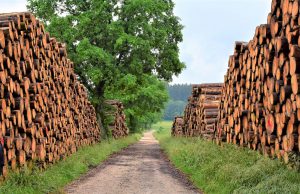 Piles of harvested timber